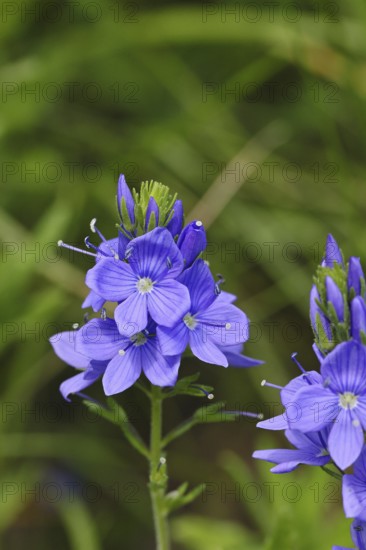 Veronica teucrium (Veronica teucrium) blue flower at the edge of a field hedge, Lahnstein, Rhineland-Palatinate, Germany