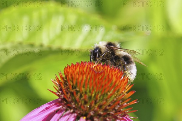 Garden bumblebee (Bombus hortorum), garden bumblebee, collecting nectar on a purple coneflower (Echinacea purpurea), close-up, Wilnsdorf, North Rhine-Westphalia, Germany
