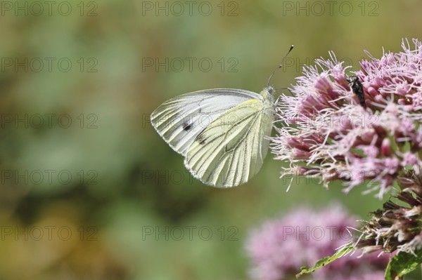 A Cabbage butterfly (Pieris brassicae) sucking nectar on the flower of a Hemp agrimony (Asteraceae), in a natural environment in the wild, nice bokeh in the background, Wildlife, Insects, Butterflies, Butterflies, Wilnsdorf, North Rhine-Westphalia, Germany
