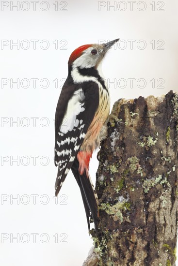 Middle spotted woodpecker (Dendrocopos medius) foraging on dead wood of an oak (Quercus), Wilnsdorf, North Rhine-Westphalia, Germany