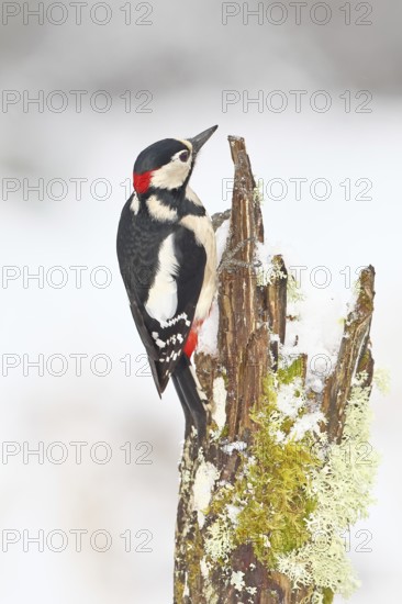 Great spotted woodpecker (Dendrocopos major), male, foraging in winter on a tree stump covered with moss and lichen in the forest, Wilnsdorf, North Rhine-Westphalia, Germany