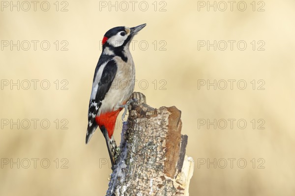 Great spotted woodpecker (Dendrocopus major), male, foraging on dead wood of a common birch (Betula pendula), wildlife, woodpeckers, nature photography, autumn, Wilnsdorf, North Rhine-Westphalia, Germany