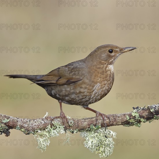 Blackbird (Turdus merula), female, sitting on a lichen-covered branch in the forest, Wilnsdorf, North Rhine-Westphalia, Germany