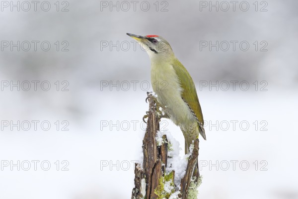 Grey-headed woodpecker (Picus canus), male sitting on a dead wood covered with moss and lichen in winter, Wildlife, Woodpeckers, Birds, Nature photography, Wilnsdorf, North Rhine-Westphalia, Germany
