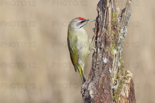 Grey-headed woodpecker (Picus canus), male sitting on a tree stump overgrown with moss and lichen, Wildlife, Woodpeckers, Birds, Nature photography, Wilnsdorf, North Rhine-Westphalia, Germany