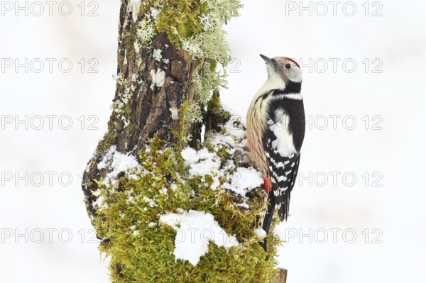 Middle spotted woodpecker (Dendrocopos medius) foraging on snow-covered deadwood of an oak (Quercus) in winter, Wilnsdorf, North Rhine-Westphalia, Germany