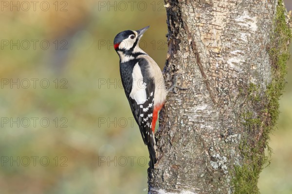 Great spotted woodpecker (Dendrocopus major), male, foraging on the trunk of a common birch (Betula pendula), wildlife, woodpeckers, nature photography, autumn, Wilnsdorf, North Rhine-Westphalia, Germany