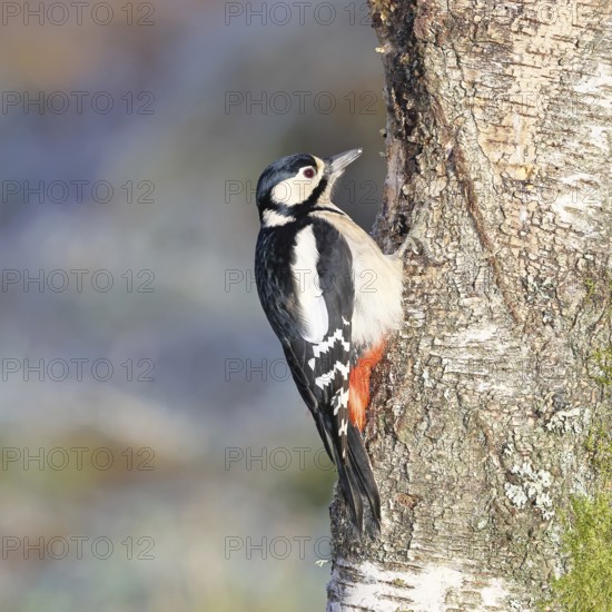 Great spotted woodpecker (Dendrocopus major), female, foraging on the trunk of a common birch (Betula pendula), wildlife, woodpeckers, nature photography, autumn, Wilnsdorf, North Rhine-Westphalia, Germany
