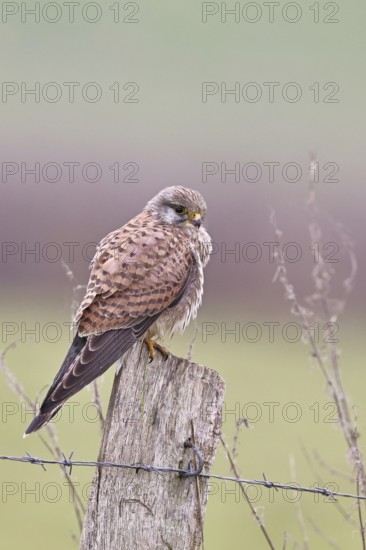 Kestrel (Falco tinnunculus), on a pasture fence post, Bieslicher Insel, Lower Rhine, North Rhine-Westphalia, Germany