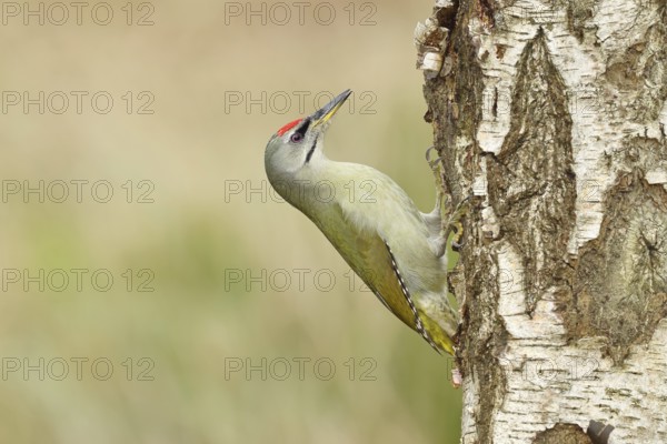 Grey-headed woodpecker (Picus canus), male sitting on the trunk of a grey birch (Betula populifolia) to forage, Wildlife, Woodpeckers, Birds, Nature photography, Wilnsdorf, North Rhine-Westphalia, Germany