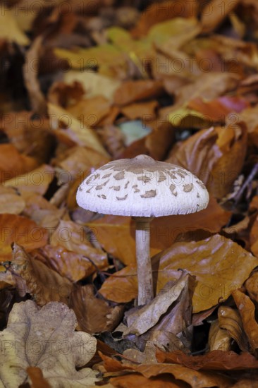 Parasol mushroom, Parasol or giant umbrella mushroom (Macrolepiota procera), open cap, at the edge of a forest, Wilnsdorf, North Rhine-Westphalia, Germany