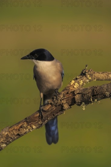 Azure-winged Magpie (Cyanopica cyana) on a cork oak branch, Castilla-La Mancha, Spain