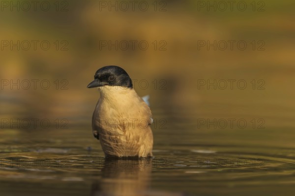 Iberian Azure-winged Magpie (Cyanopica cyana) in a small pond, Castilla-La Mancha, Spain