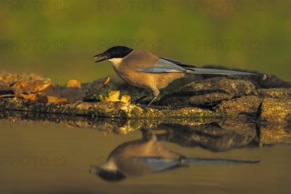 Iberian Azure-winged Magpie (Cyanopica cyana) at a waterhole, Castilla-La Mancha, Spain