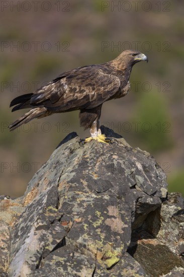 Golden eagle (Aquila chrysaetos), male, Tercel on a lichen-covered rock, Extremadura, Spain