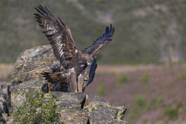 Golden eagle (Aquila chrysaetos), female landing on a lichen-covered rock, flight, flying, habitat, habitat, Extremadura, Spain