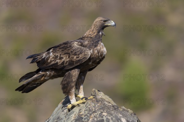 Golden eagle (Aquila chrysaetos), male, Tercel on a lichen-covered rock, Extremadura, Spain