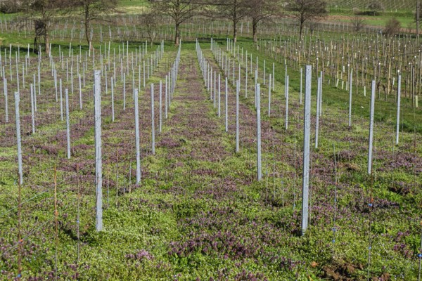 Red deadnettle (Lamium purpureum) in a vineyard, Southern Palatinate, Palatinate, Rhineland-Palatinate, Germany