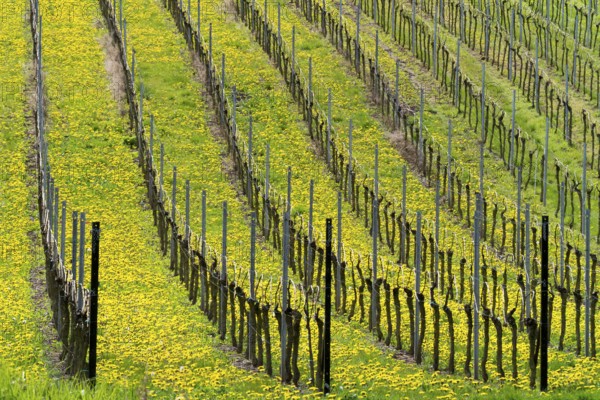 Green spring landscape in ordered rows of vineyards with blooming dandelions, Palatinate, Rhineland-Palatinate, Germany