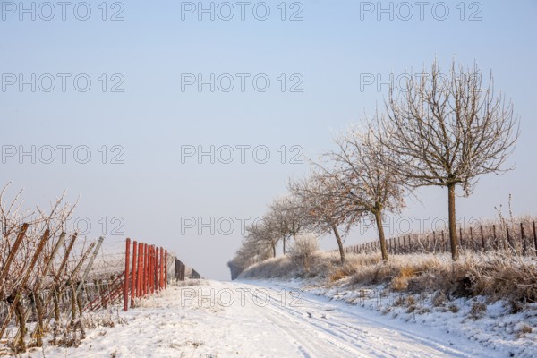 Winter snowy landscape with a dirt road and barren trees along grapevines, Palatinate, Rhineland-Palatinate, Germany