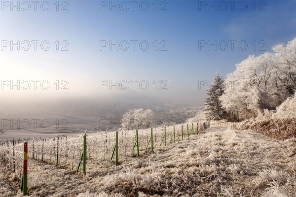 Winter landscape with frosty vines and wide views of the valley under a blue sky, Palatinate, Rhineland-Palatinate, Germany
