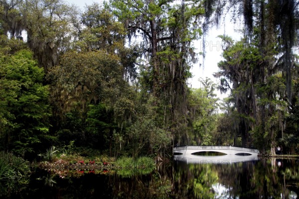 White arch bridge over still water surrounded by lush vegetation and Spanish moss, Charleston, South Carolina, USA