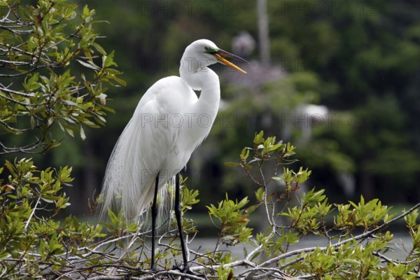 A magnificent siber heron stands imposing in the swamp, Charleston, South Carolina, USA