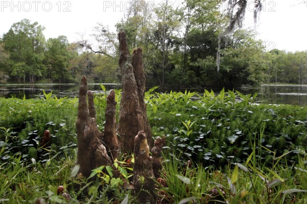 Aerial roots of the bald cypress stick out of the ground in Audubon Swamp, Charleston, null, USA