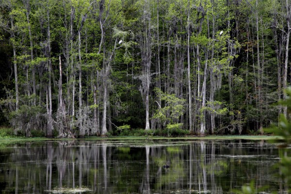 Dense row of trees reflected in the still water of a swamp, Charleston, South Carolina, USA
