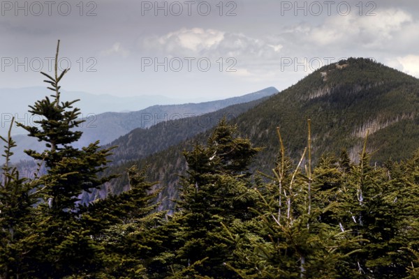 Snowy mountain range with fir trees in the foreground, Mount Mitchell State Park, North Carolina, USA