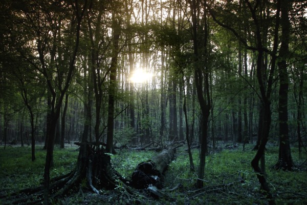 Mysterious forest with marshland pierced by the light of the low sun, Congaree National Park, South Carolina, USA