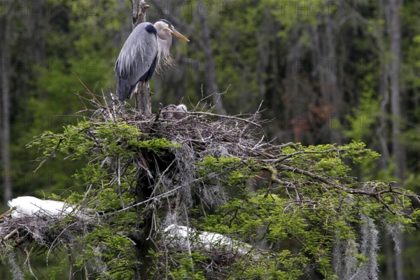 Grey heron on a nest in a dense marshland, Charleston, South Carolina, USA