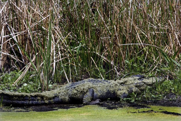 A well-camouflaged alligator lies on the edge of the swamp, Charleston, South Carolina, USA