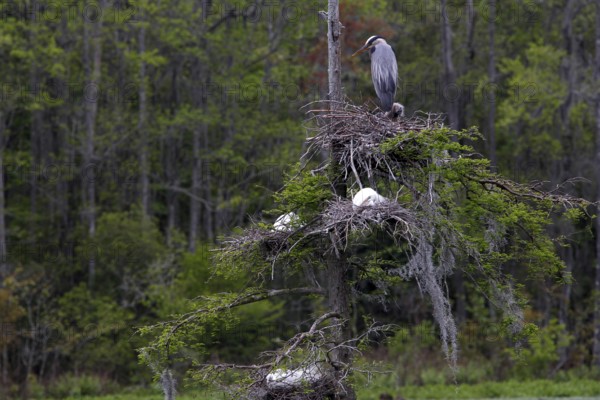 A gray heron sits on a tree nest in Audubon Swamp, Charleston, null, USA