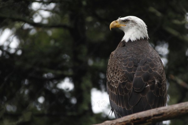 A bald eagle is majestically perched on a tree in Grandfather Mountain State Park, zero