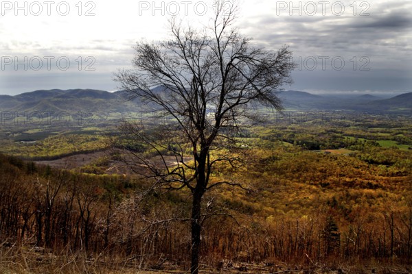 A single tree in a wide valley, The Great Valley, USA