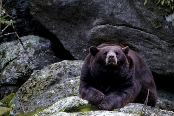 A black bear resting on large rocks, Grandfather Mountain State Park, North Carolina, USA