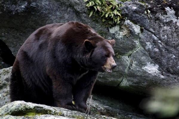 A black bear stands alert on rocky terrain, Grandfather Mountain State Park, North Carolina, USA