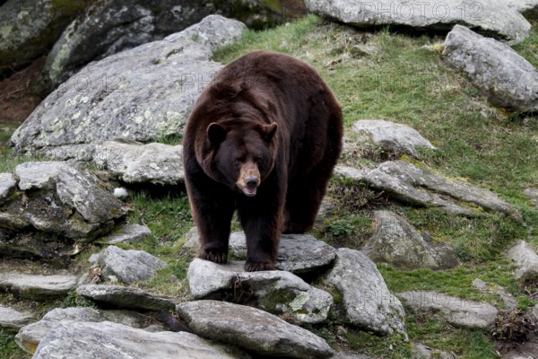 A black bear moves between rocks in greenery, Grandfather Mountain State Park, North Carolina, USA