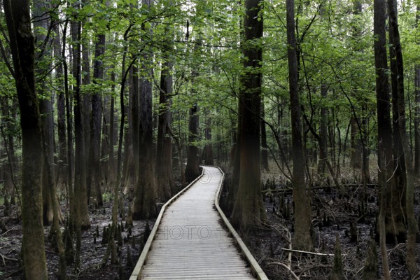 A wooden trail leads through a lush forest in Congaree National Park, Congaree National Park, South Carolina, USA