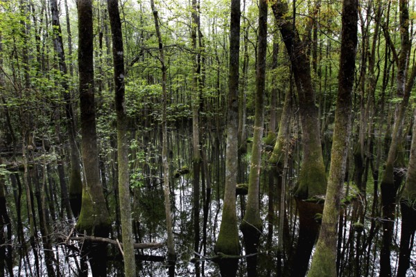 Forest and standing water in Congaree National Park in cloudy light, Congaree National Park, South Carolina, USA