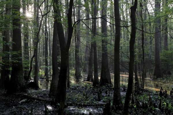Light-flooded forest in Congaree National Park with flooded trees, Congaree National Park, South Carolina, USA