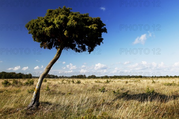 A lonely tree in a meadow under a clear blue sky, Närsholmen, Gotland, Sweden