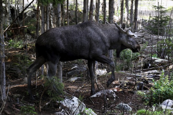 Bull elk moving through dense forests full of tree trunks, Nybro, Sweden
