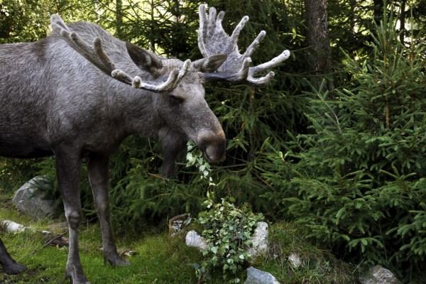 Big bull elk in the forest surrounded by thick trees, Nybro, Sweden
