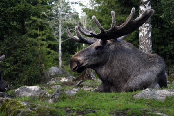 Bull elk sitting in Glasrikets elk park surrounded by green vegetation, Nybro, Kalmar, Sweden