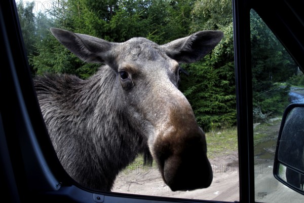 Elk cow looks curiously into the car window of Glasriket Elk Park, Nybro, Kalmar, Sweden