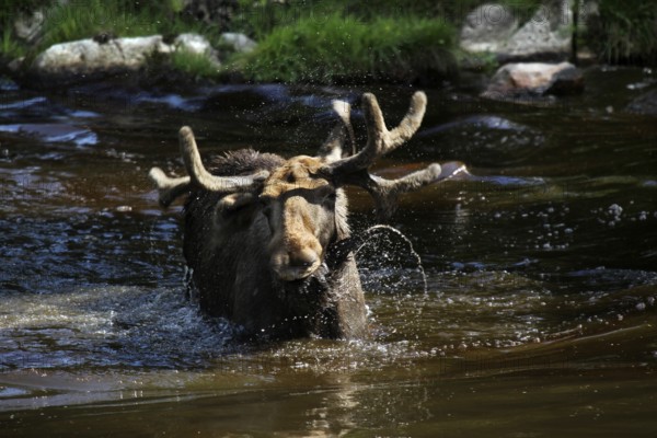 Bull elk crosses the lake in Glasrikets Elk Park, Nybro, Kalmar, Sweden