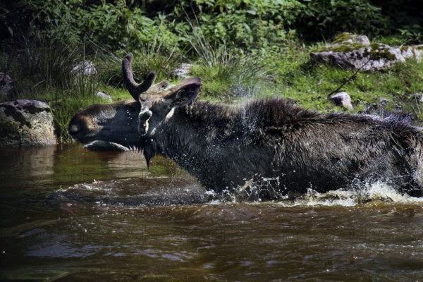 Bull elk swims in the lake of the Glasriket Elk Park near Nybro, Nybro, Kalmar, Sweden