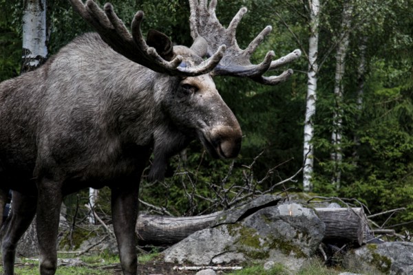A stately bull moose at Glasrikets Elk Park in Nybro against a wooded backdrop, Nybro, Kalmar County, Sweden